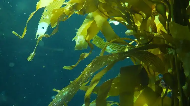 Macrocystis pyrifera Seetang